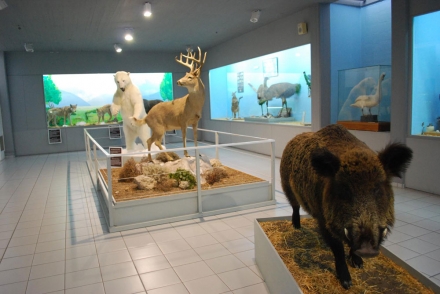 Natural History Museum of Aegean- Samos Paleontological Museum of Mytilinii