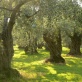 Olive trees on lesvos Sapfo Extra Virgin Olive Oil.jpg